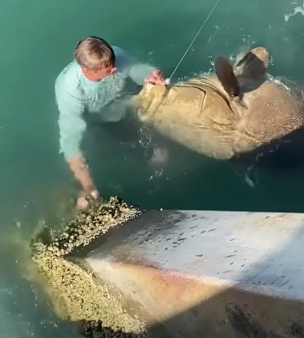 Kid jumps off the jetti to release GIANT Goliath grouper