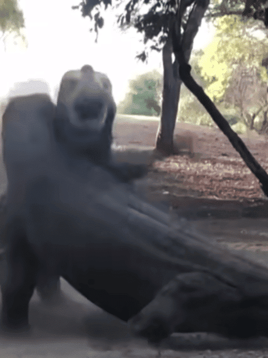 Watch: Fight Between 2 Huge Komodo Dragons Recorded