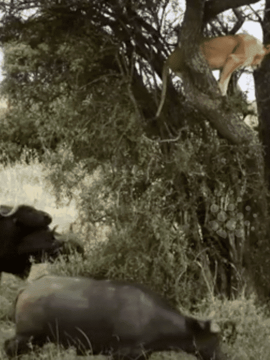 Lioness Stuck In A Tree With an Eager Buffalo Herd Underneath