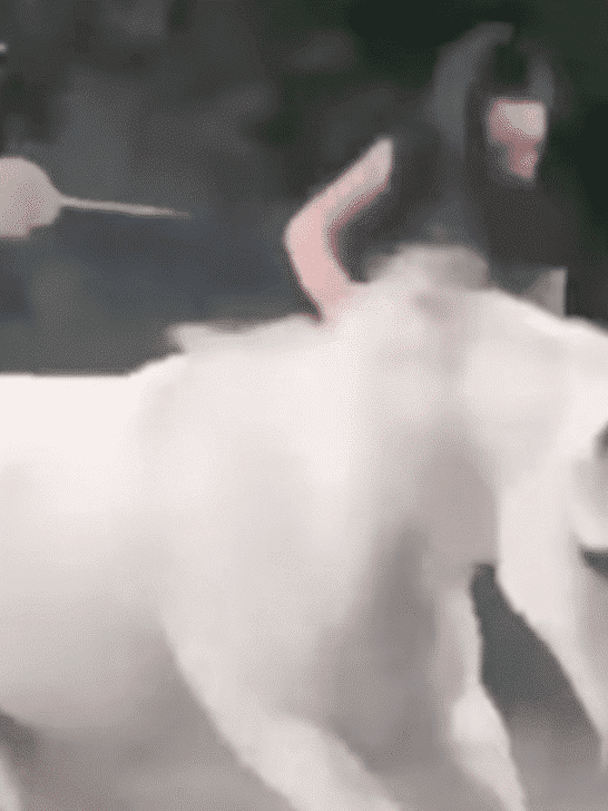 Horse Throws Off Rider When Its Food Hits Its Bowl