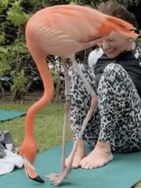 Flamingo Joins In On A Yoga Class