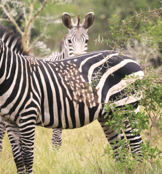 How Does A Zebra Get Spots?