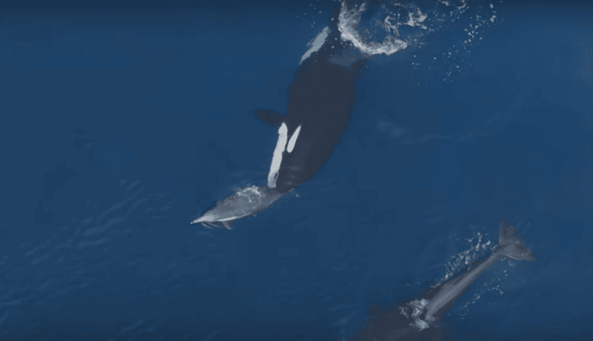 Watch: Orca Teaching Baby Whale To Hunt Dolphin