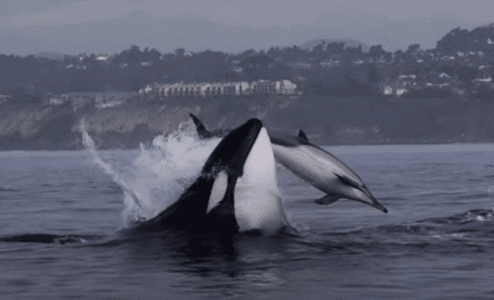 Watch: Orca Teaching Baby Whale To Hunt Dolphin