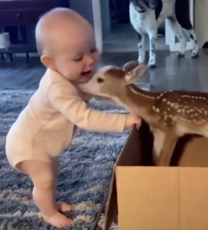 baby and fawn