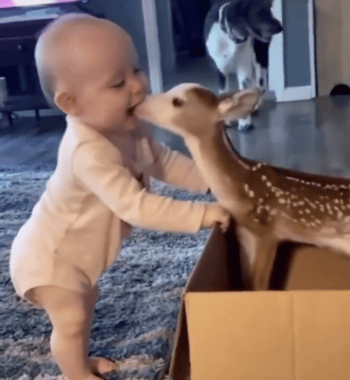baby and deer