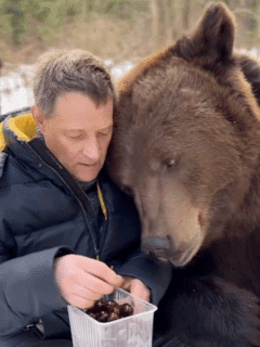 'Bear-y' Delicious Moment Shared Between Man And Bear