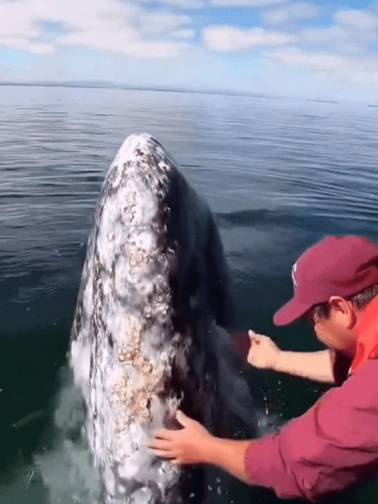 Watch: Incredible Bond Between Gray Whales And Boat Captains In California