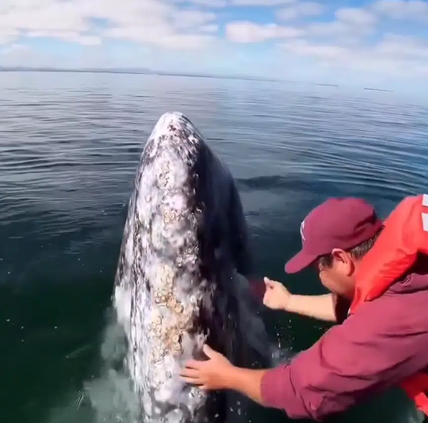 Watch: Incredible Bond Between Gray whales And Boat Captains In California