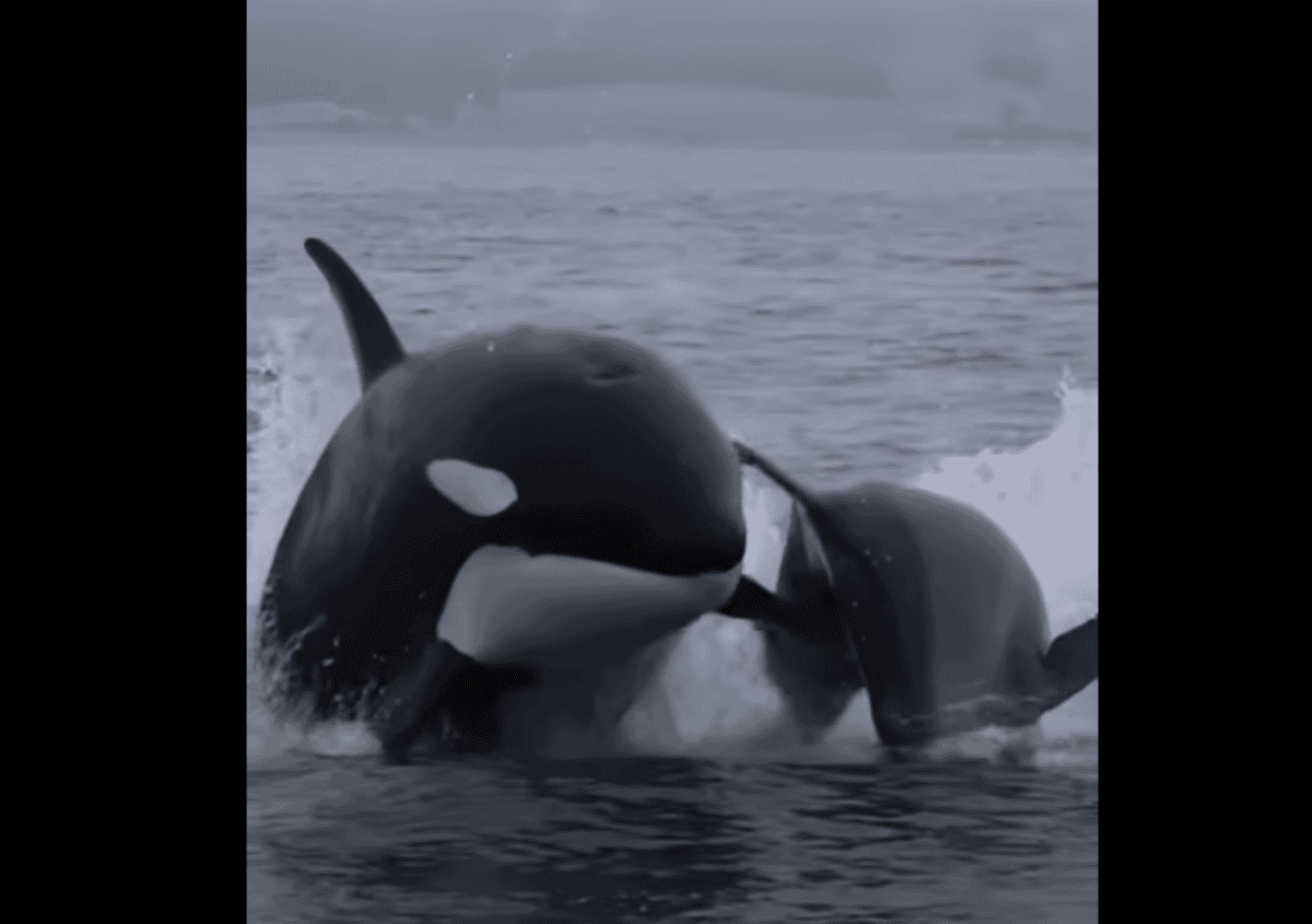 Orca