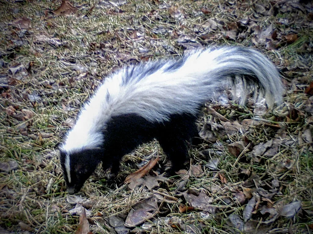 skunk