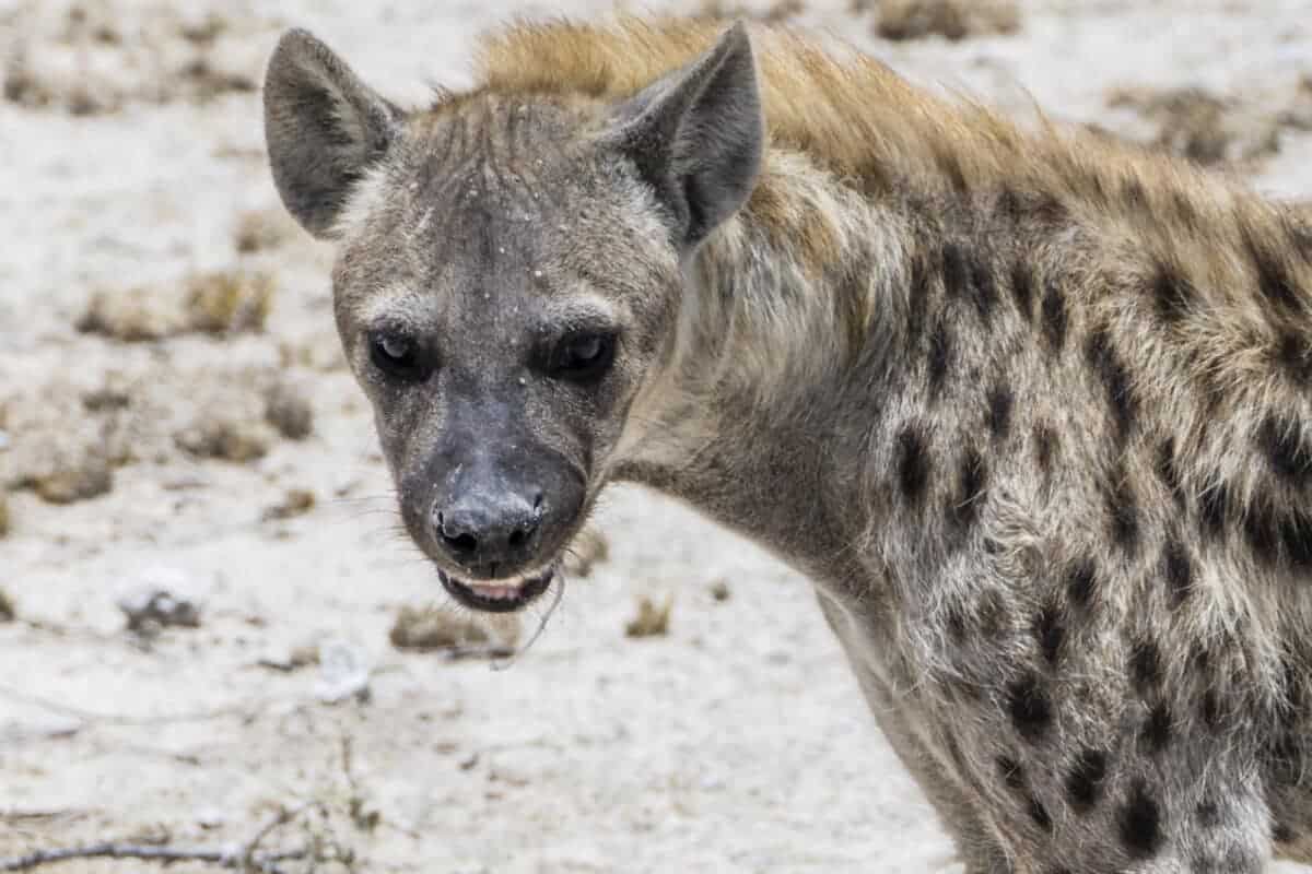 portrait of hyena