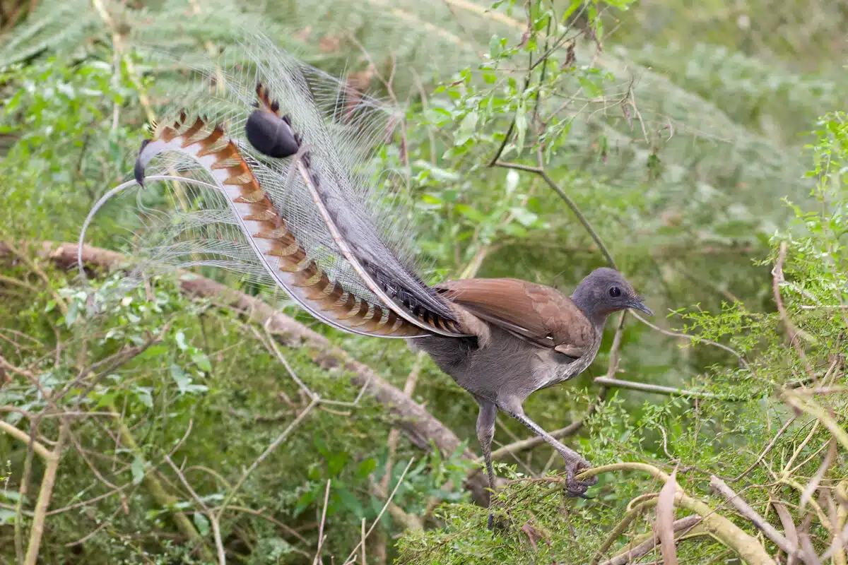 Lynrbird in bush