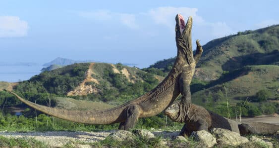 Watch: The Biggest Komodo Dragon Ever Recorded Here (more than 10 feet long)