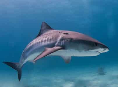 Largest Tiger Shark Ever Recorded