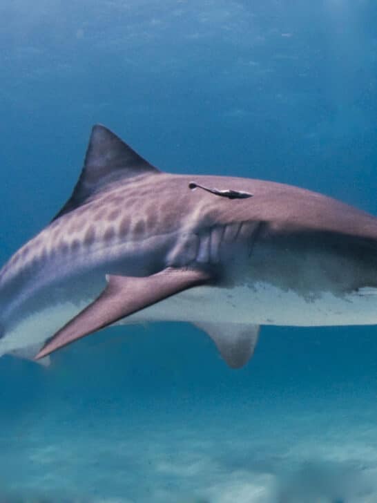 Largest Tiger Shark Ever Recorded