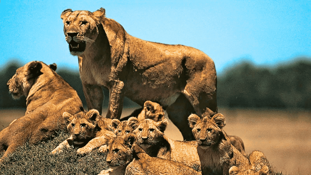 Male Lion Introduced To An All-Female Pride