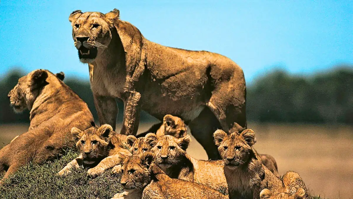 lion parenting