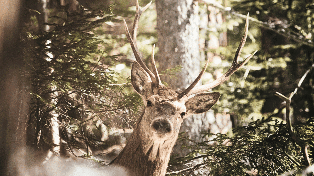 Heart-to-Heart Talk with Big Buck