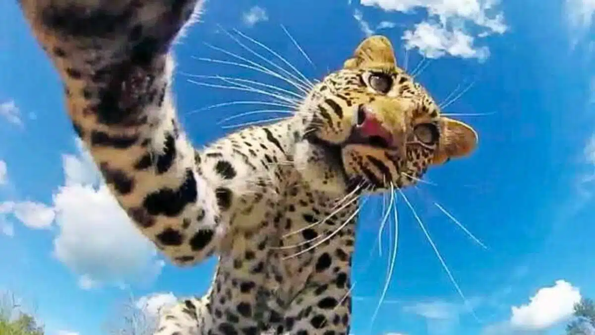 GoPro's Top 10 Animal Encounters