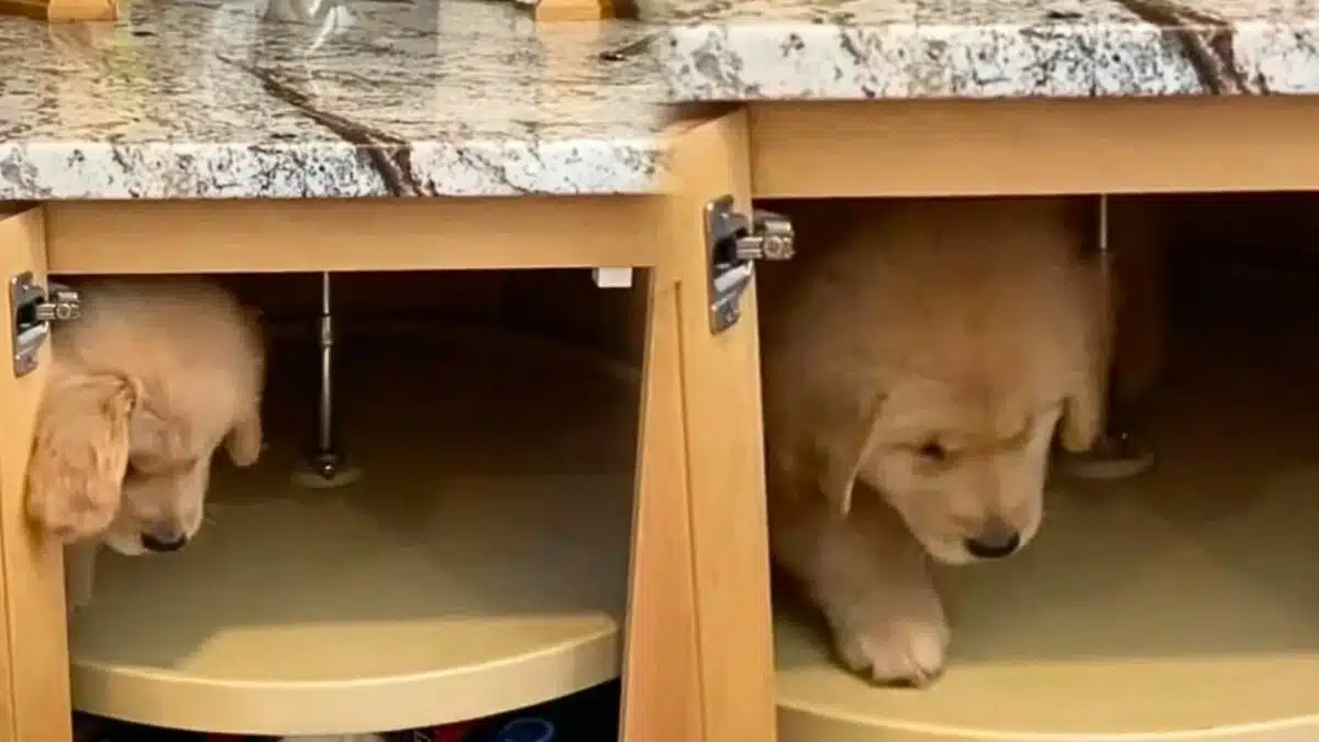 Puppy Gets Stuck in Spinning Cupboard