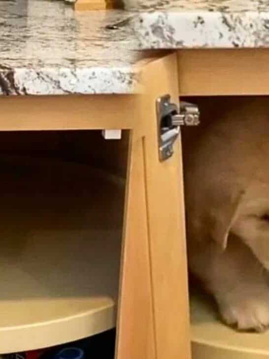 Golden Retriever Puppy Stuck in Cupboard