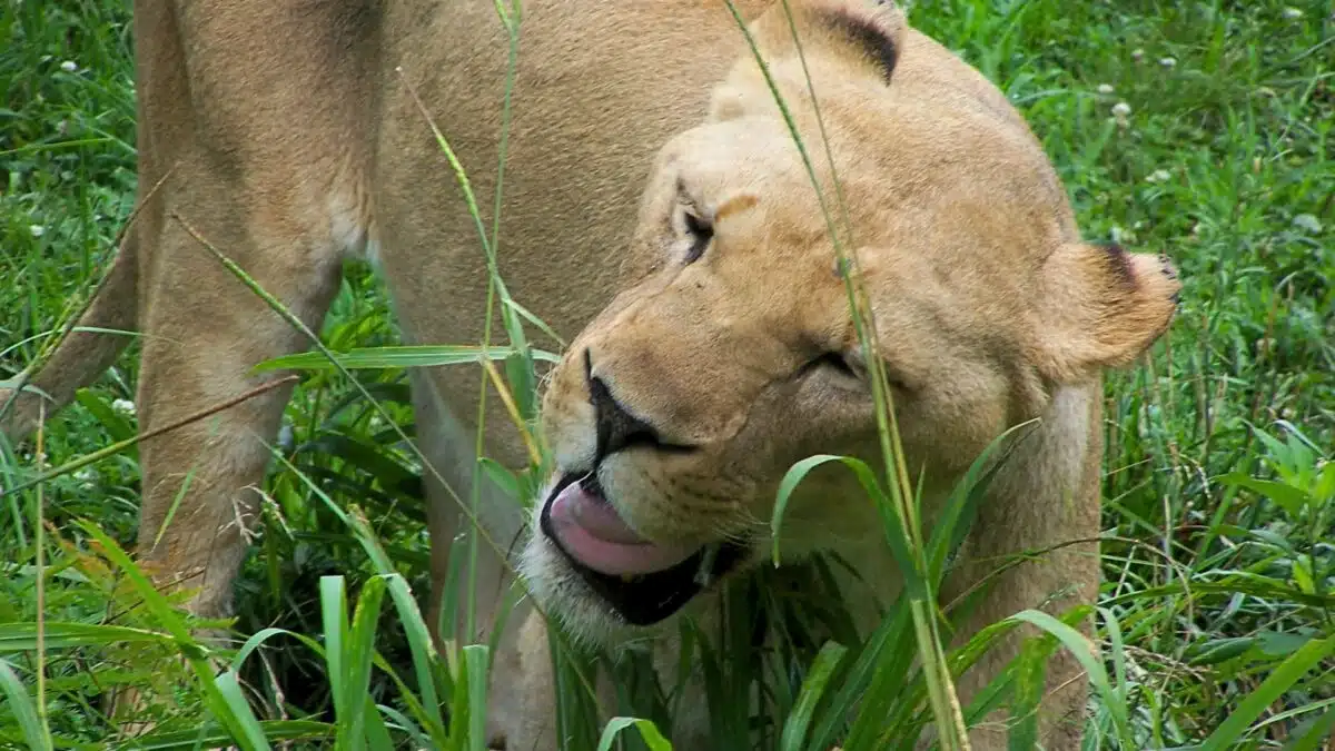 Lion's Reaction to Catnip