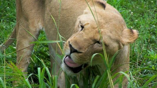 Must-Watch Video of Lion’s Adorable Reaction to Catnip