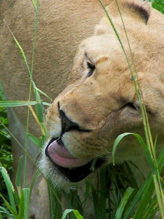 Must-Watch Video of Lion’s Adorable Reaction to Catnip