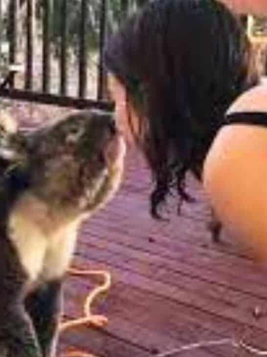 Watch: Adorable Koala Demands Kisses and Cuddles Every Time he Visits this Lucky Homeowner