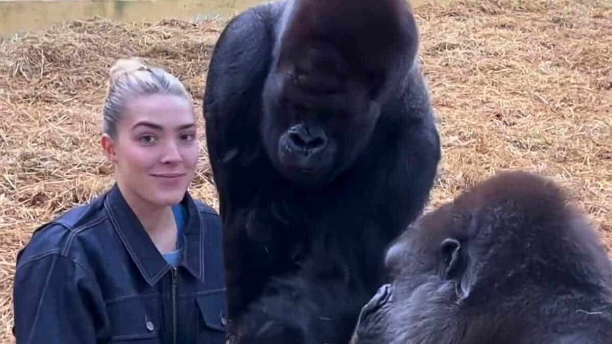 Woman Feeds Treats to Gorillas