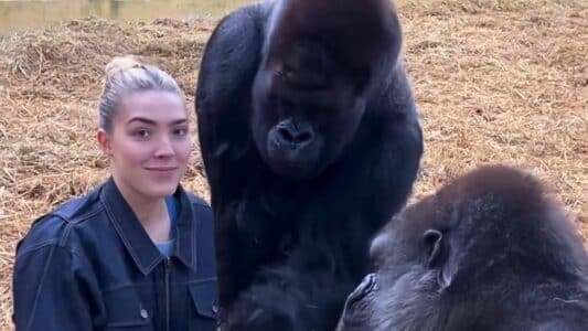 Watch Heartwarming Moment: Woman Shares Special Treats with Gorillas She Fostered from Infancy