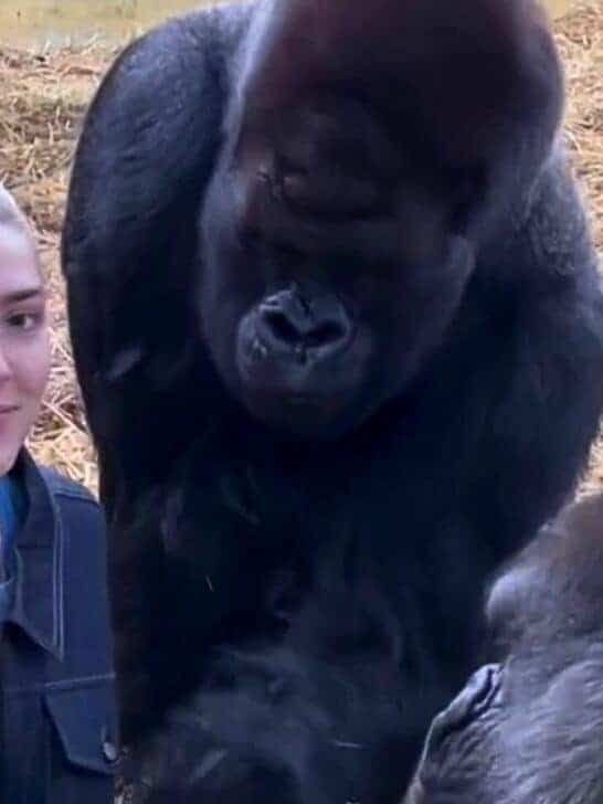 Woman Shares Treats With Gorillas She Helped Raise