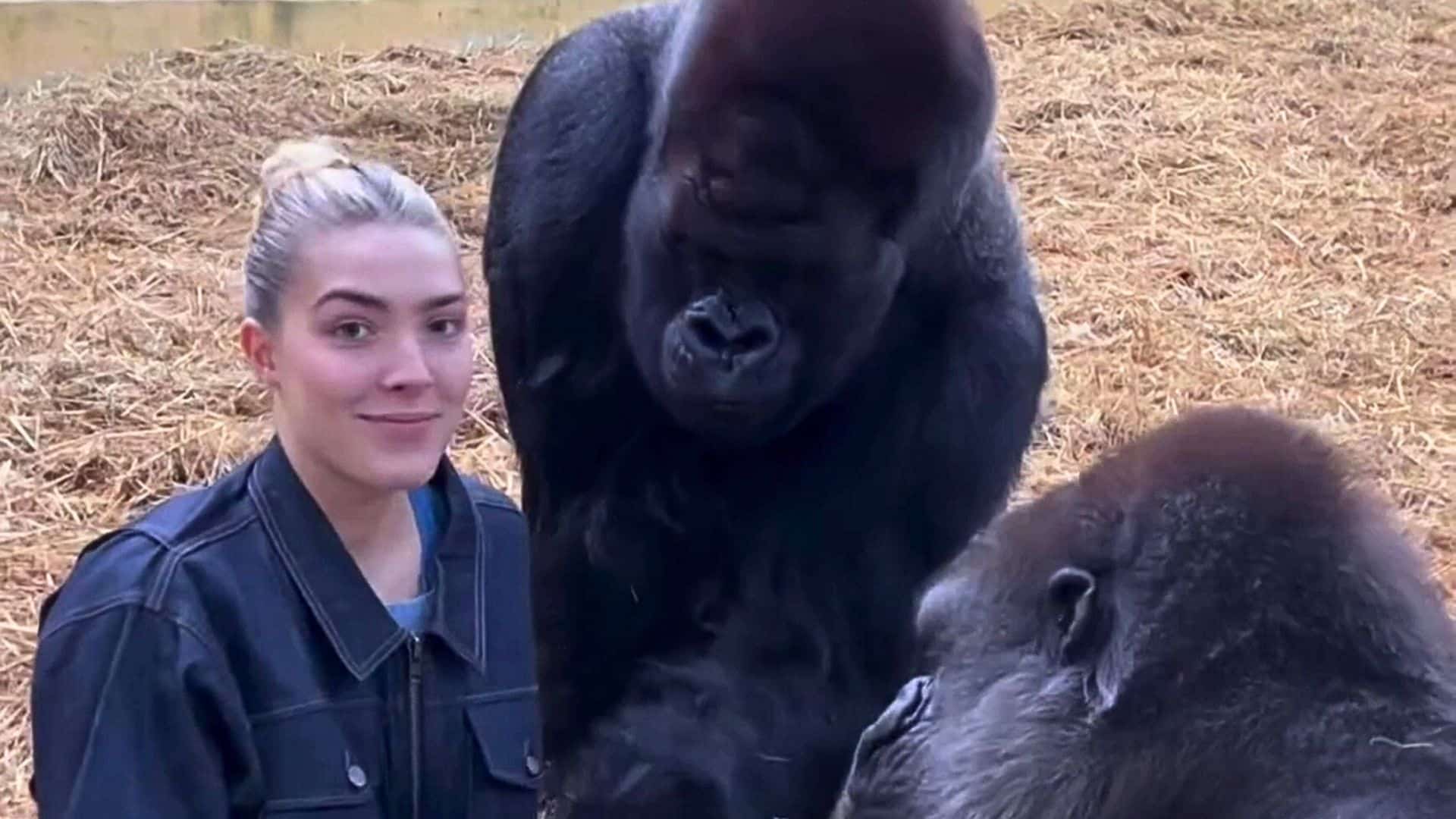 Woman Feeds Treats to Gorillas