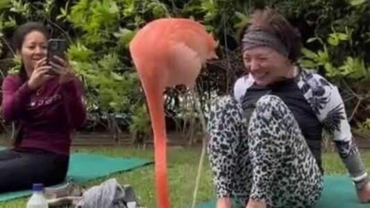 Watch Flamingo’s Surprise Visit to an Outdoor Yoga Class. Namaste🧘