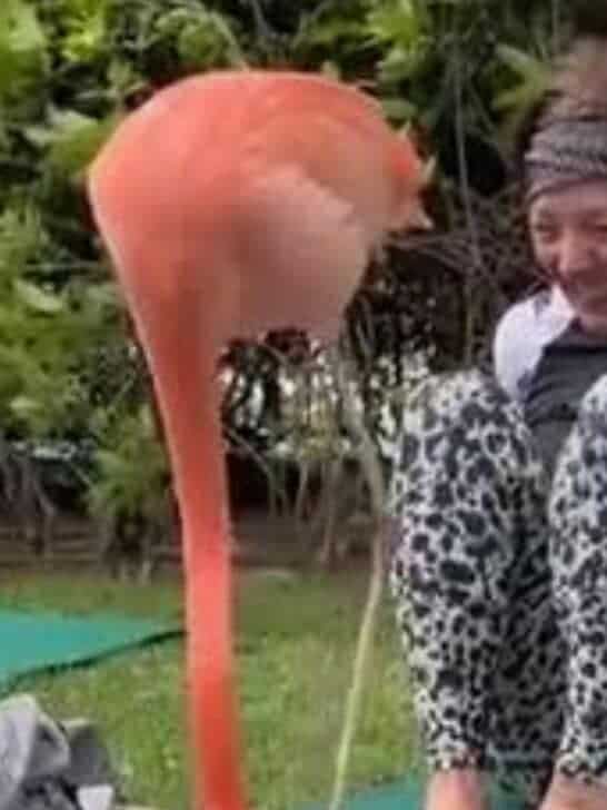 Watch Flamingo’s Surprise Visit to an Outdoor Yoga Class. Namaste🧘