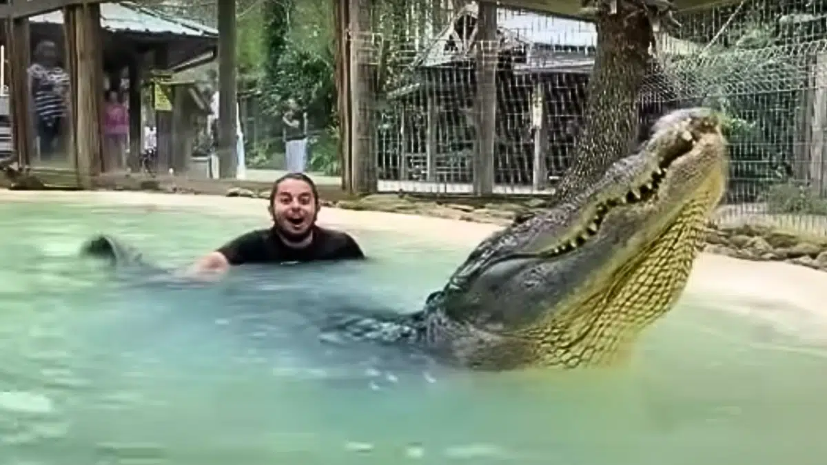 Craziest Alligator Bellow Ever