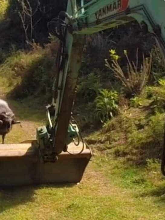 Angry Ram Takes On Massive 6-Ton Digger