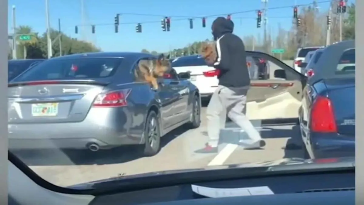 man gets out of car with dog to greet another dog