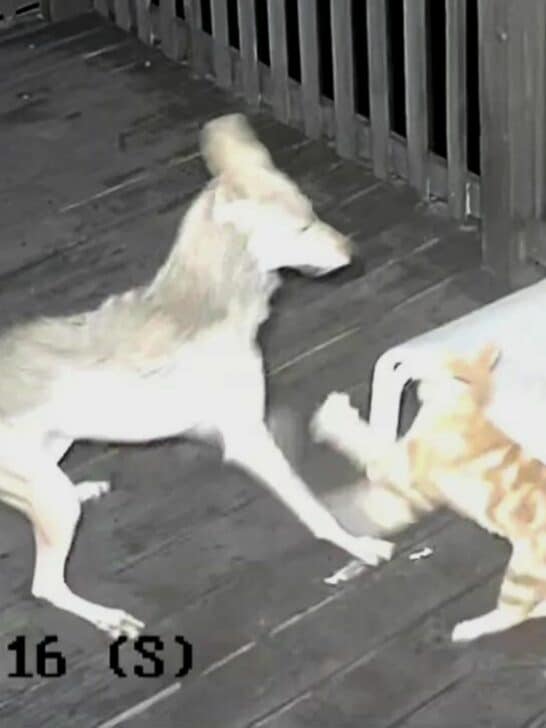 Watch: Viral Video of a Fearless Cat at Faces off with a Coyote