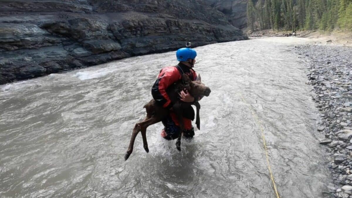 Kayakers Rescue Distressed Moose Calf