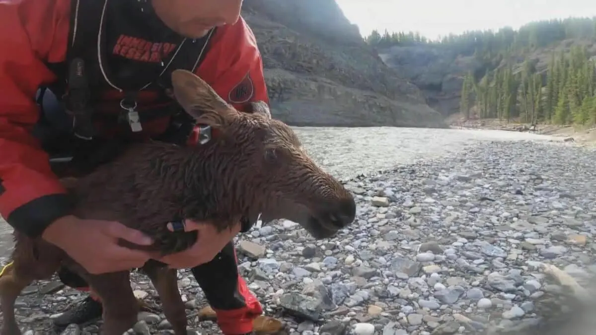 Kayakers Rescue Distressed Moose Calf