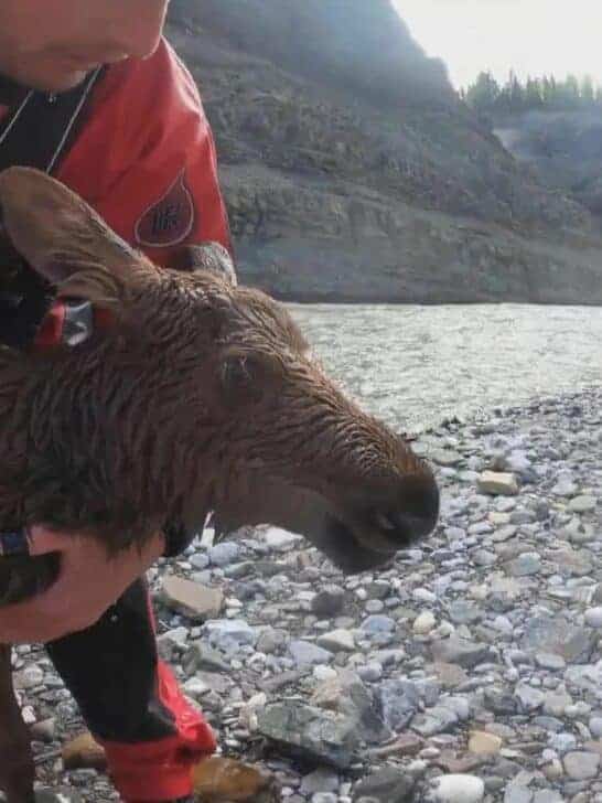Watch: Kayakers Rescue Distressed Moose Calf From Drowning