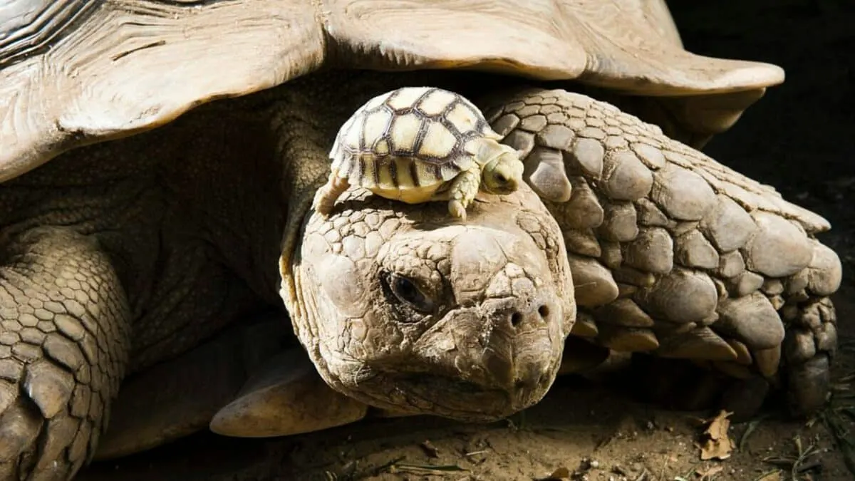 Tortoise Wearing her 5 day-old as Hat