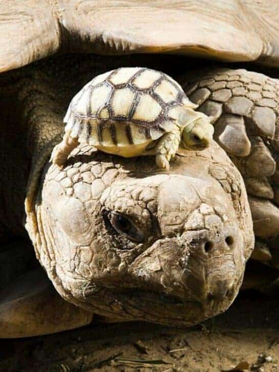 Cuteness Alert: 140 year-old Tortoise Wearing her 5 day-old as Hat