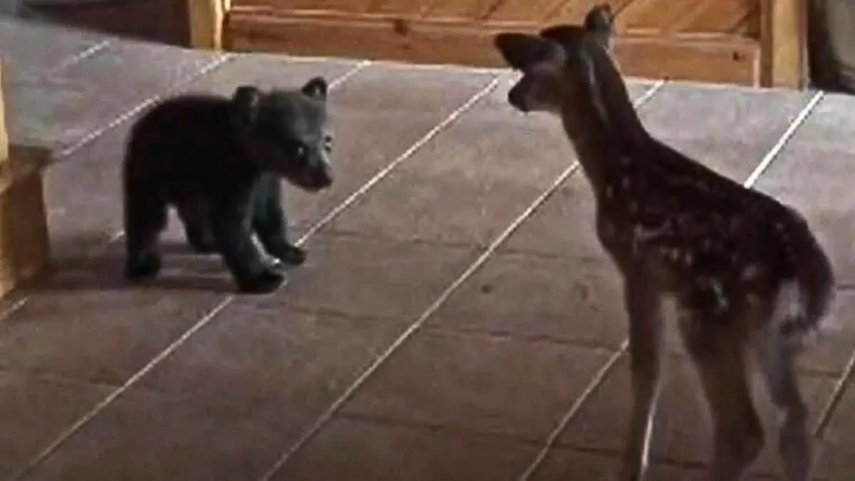 Bear Tries to be Friends with Baby Deer