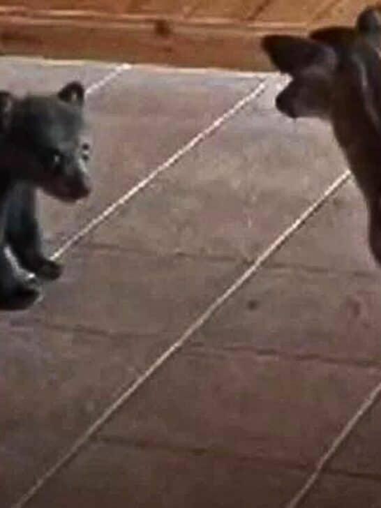 Watch: Baby Bear Tries to be Friends with Baby Deer