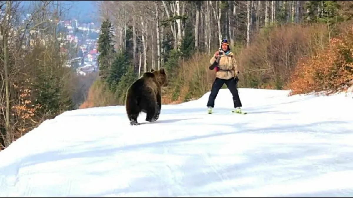 Bear joins man skiing