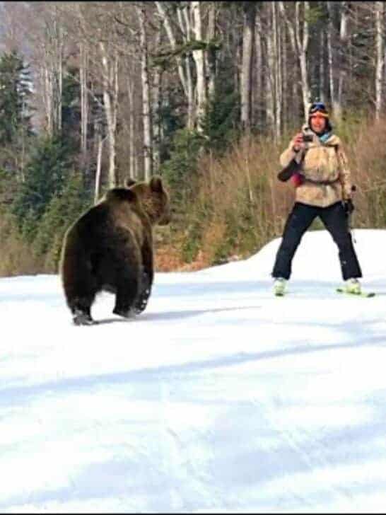 Watch: Bear Joins Man that Skiing Down the Slope