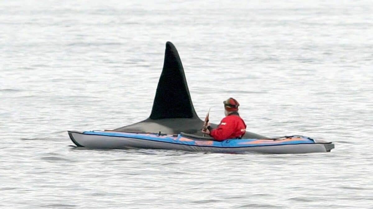 Kayak and Orca Interaction